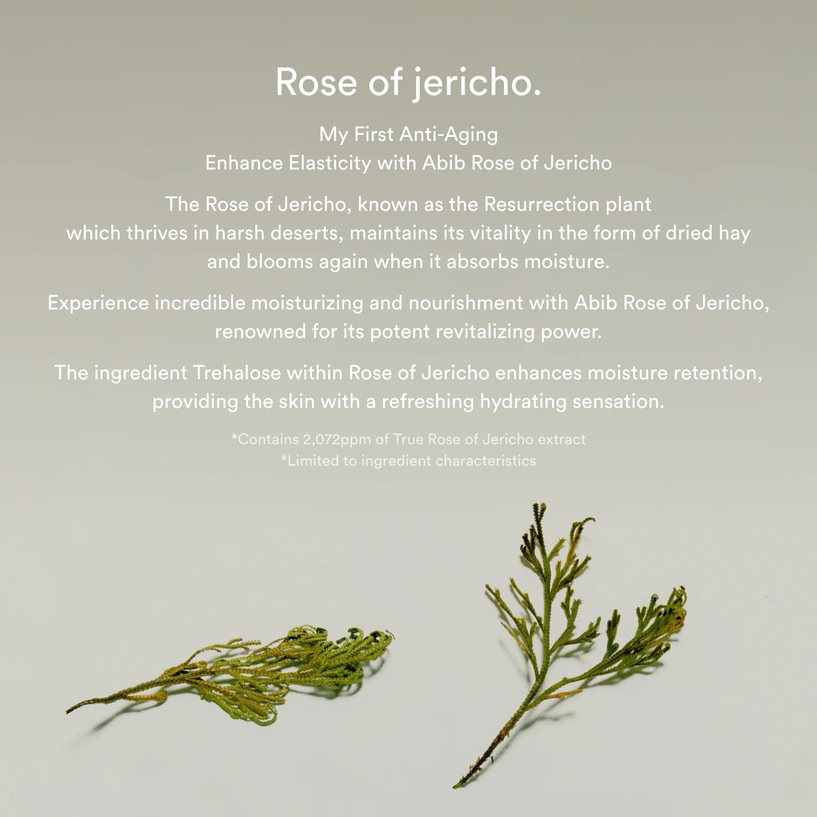 Jericho Rose Bifida Serum - Firming Drop - 50ml